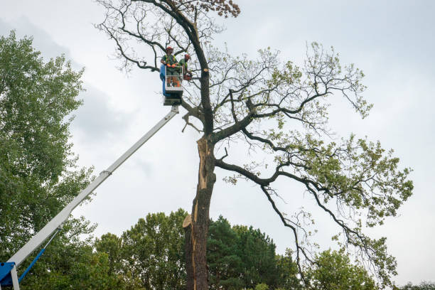 Best Firewood Processing and Delivery  in Lake Catherine, IL