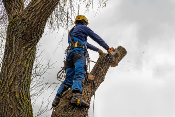 Leaf Removal in Lake Catherine, IL